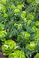 Butterhead lettuce 'Unico' interplanted with tulips at Perch Hill