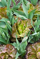 Lettuce 'Marvel of Four Seasons' interplanted with tulips at Perch Hill