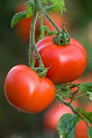 Tomato 'Ferline'