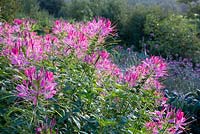 Cleome spinosa syn C. hassleriana 'Cherry Queen' at Perch Hill - Spider flower