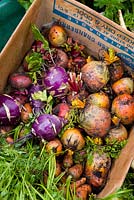 Mixed harvested root vegetables in a cardboard box including beetroot, carrots and kohlrabi