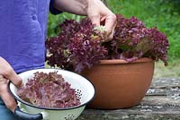 Harvesting lettuce 'Lollo Rossa' grown in terracotta bowl