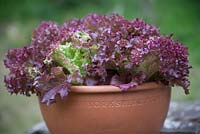 Lettuce 'Lollo Rossa' growing in terracotta bowl