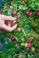 Harvesting Ribes 'Hinnonmaki Red'