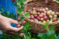Harvesting Ribes 'Hinnonmaki Red' in a basket