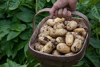 Harvested salad potatoes 'Juliette' in a wooden trug