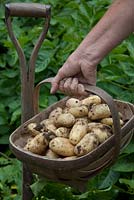 Harvested salad potatoes 'Juliette' in a wooden trug