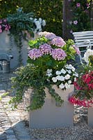 Planters with Hydrangea macrophylla 'Ayesha', Impatiens Orestes, Carex, Hedera, Begonia 'New Star White' and Boliviensis 'Crackling Fire Pink'