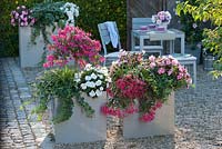 Planters with Impatiens 'Neu Guinea', Orestes, Compact Blush Pink, Begonia boliviensis Crackling Fire Pink, Hedera, Fuchsia and Carex