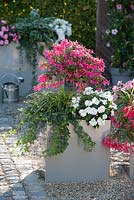 Planters with Impatiens Neu Guinea, Orestes, Compact Blush Pink, Begonia boliviensis Crackling Fire Pink, Hedera, Fuchsia and Carex