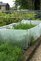 Carrots in raised bed protected from root fly attack by mesh barrier in excess of 45 cms high - Bays Farm NGS, Forward Green, Suffolk