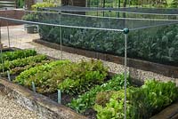 Raised beds of brassicas and lettuces protected from pigeon attack by nylon netting on supports - Bays Farm NGS, Forward Green, Suffolk