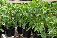 Pepper plants 'Corno di Toro Rosso' on greenhouse bench - Bays Farm NGS, Forward Green, Suffolk