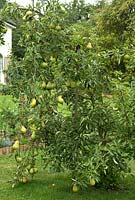Young Pear tree heavily laden with fruit, requiring support to top branches - Furze House NGS, Rushall, Norfolk