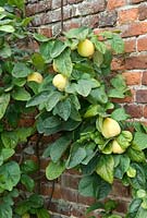 Cydonia oblonga - Quince 'Meeches Prolific' trained on to old wall  - Houghton Hall, Norfolk