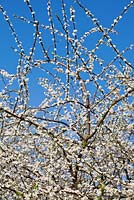 Prunus Myrobalan Group 'Poltava' - Cherry Plum blossom
