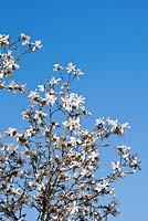 Magnolia loebneri 'Merrill'