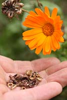 Calendula officinalis - Collected Marigold seeds