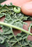 Brassica oleracea 'Nero De Toscana' and Pieris brassicae - Small cabbage white butterfly larvae on underside leaf of an organic kale