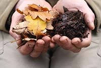 Man holding oak leaves in one hand and leaf mulch in the other hand to show the breaking down process