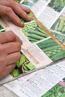 Male gardener selecting pea varieties in a seed catalogue