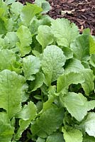 Raphanus sativus - Organic green manure, Fodder Radish, growing in a vegetable bed. Growing green manures adds nutrients to the soil and they are usually grown for a specific time period then dug into the soil to break down