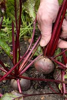 Harvesting organic Beta vulgaris 'Bolthardy' in August - Beetroot