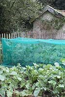 An organic vegetable garden with beds of Brassica napus 'Marian' in foreground and Brassica oleracea 'Late Purple Sprouting' and 'White Sprouting' Broccoli protected by netting
