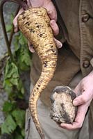 Pastinaca sativa 'Gladiator F1' - Gardener holding a bent parsnip root and a stone. If you have very stony ground, taproots will either fork or bend when they hit stones in the ground