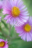 Aster 'Foxy Emily'