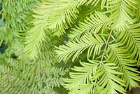 Metasequoia glyptostroboides 'Gold Rush', leaf and fern frond in background