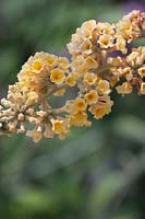 Buddleia x weyeriana 'Honeycomb Yellow' - Butterfly bush