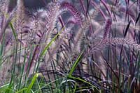 Pennisetum setaceum 'Rubrum' - Purple Fountain Grass 