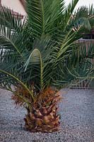 Phoenix roebelenii - Pygmy Date Palm, Arizona USA