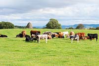 Field adjoining garden with cattle and stone cairn - Rhodds Farm, Kington, Herefordshire, UK
