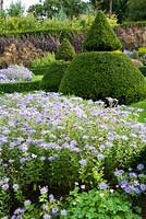Sloping walled garden features topiary inspired by that at Lytes Carey in Somerset, with beds and path laid out to Voysey's original plan. Box edged beds are planted with asters, golden rod and deep red dahlias. Perrycroft, Upper Colwall, Herefordshire, UK