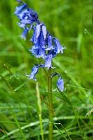 Hyacinthoides non-scripta - bluebell. Wayford Manor, Wayford, Crewkerne, Somerset, UK