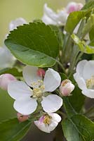Malus 'Discovery' - Apple blossom