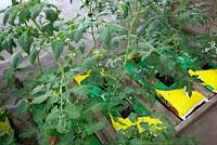 Tomatoes in grow bags inside greenhouse