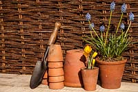 Clay pots stacked with Muscari armeniacum