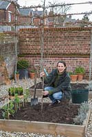 Planting Plum 'Victoria' in raised bed