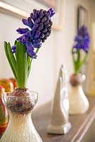 Hyacinths grown in bulb jars