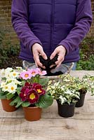Planting a Mother's Day gift of Mixed single flowered Primula and variegated Hedera