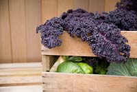 Mail order Vegetable box of Cabbage and Purple Kale