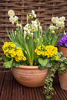 Container consisting of Narcissus 'Bridal Crown' and Primula veris