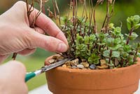 Pruning back Mint