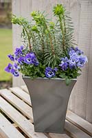 Step by Step container of Euphorbia characias 'Black Pearl' and Viola Panola series 'Marina'