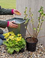 Step by Step container of Ribes sanguineum 'Elkington's White' and Primula veris 'Schlusselblume'