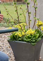 Step by Step container of Ribes sanguineum 'Elkington's White' and Primula veris 'Schlusselblume'