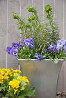 Container of Euphorbia characias 'Black Pearl' and Viola Panola series 'Marina'